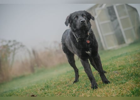 Kaukase-Hovawart Mix sucht neues Zuhause