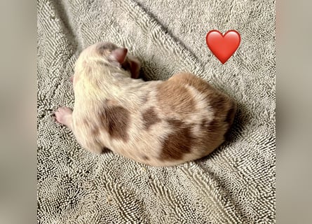 Mini/Miniature Australian Shepherd Welpen mit Papiere
