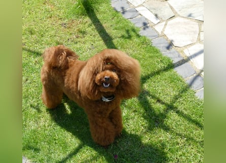Wunderschöne Cavapoo Welpen F1 (Toypudel/Zwergpudel + Cavalier King Charles Spaniel) mit Ahnentafel