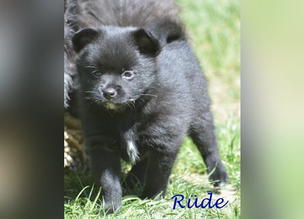 Zwergspitz-Yorkshire Terrier Mix Welpen zu verk.