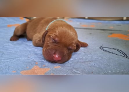 Magyar Vizsla Welpen reinrassig
