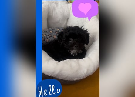 Maltipoo Rüde