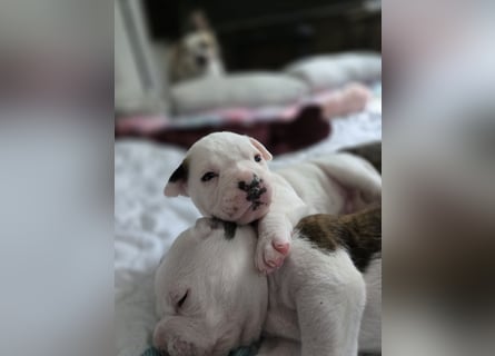 American Bulldog Welpen aus Hybrid/Standard Verpaarung ab Mitte Juni abzugeben, www.cocodin-bulls.de