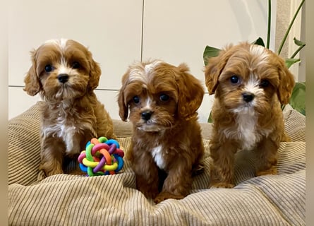 Cavapoo, Pudel, Cavalier King Charles Spaniel