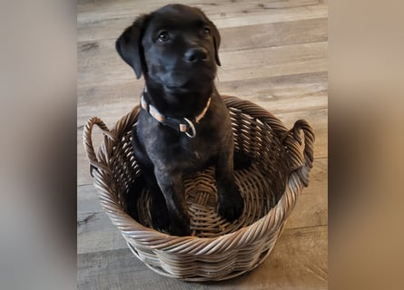 Mischlingswelben Cane Corso / Rottweiler Welpen