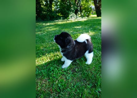 Amerikanische Akita