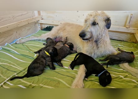 Irish Wolfhound Welpen