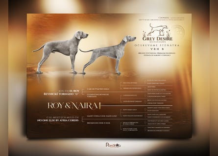 Weimaraner-Welpen