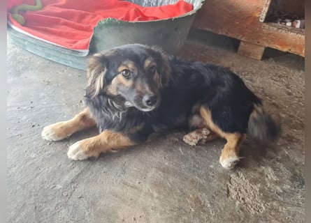 Buddy, 1 Jahr, kleiner Abenteurer sucht großes Herz
