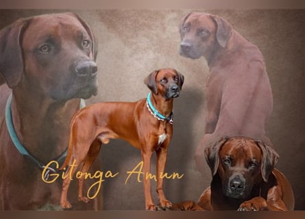Rhodesian Ridgeback Dark Wheaten