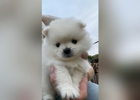 Süße Pomeranian Zwerkspitz Welpen 