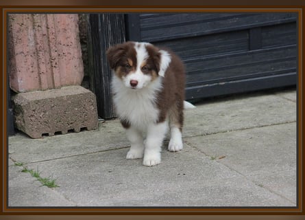 Australian Shepherd - Traumwelpen -KEINE Arbeitslinie-aus langjähriger Familienaufzucht.