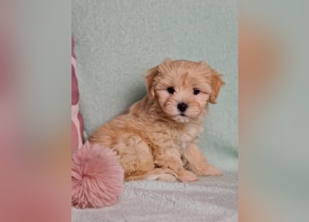 Maltipoo welpe rüde