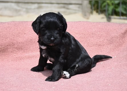 bezaubernde Tibet Terrier Welpen aus liebevoller Zucht dürfen Ende Juli ausziehen..