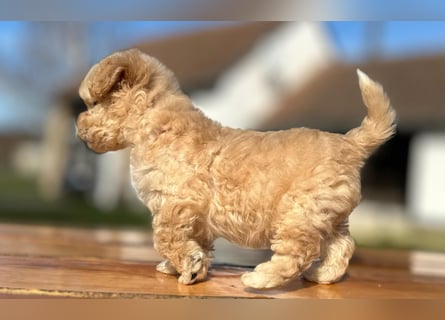 Rarität. Echte Teddybär Maltipoo Welpen in tollem Apricot abzugeben. Malteser/Pudel