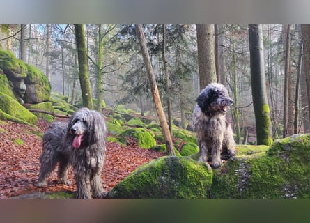 Doodle Bergamasker Barbet Mix Bergamasco Franz. Wasserhund Bergadoodle für Allergiker nicht haarend