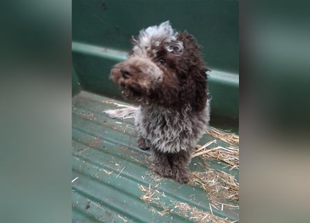 Lagotto Romagnolo Welpen, 4 Hündinnen suchen ein Zuhause