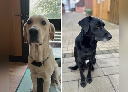 Wunderschöner Golden Retriever - Labrador Mix Welpe