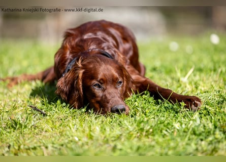 Wunderschöne Irish-Setter-Rüden