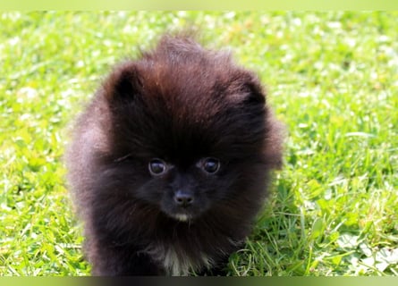 Zwergspitz Pomeranian Welpen in verschiedenen Farben mit Papieren