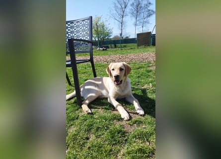 Liebevoller und kerngesunder Labrador Jungrüde in gelb sucht...