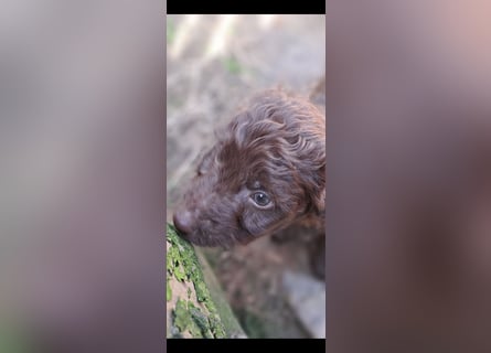 11 putzmuntere Aussiedoodles