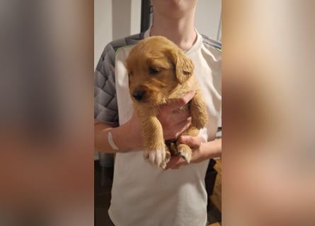 Golden Retriever Welpen