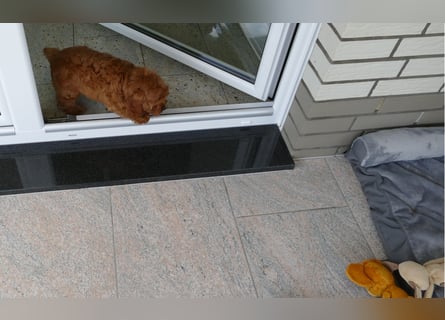 Wunderschöne Cavapoo Welpen F1 (Toypudel/Zwergpudel + Cavalier King Charles Spaniel) mit Ahnentafel