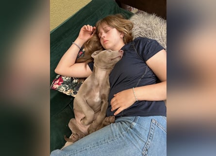 Weimaraner-Mix Welpen aus liebevoller Verpaarung – 12 kleine Wunder suchen ihr Zuhause