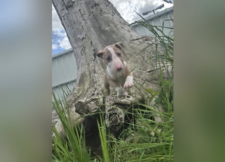 Mini bullterrier - Australian shepherd mix welpen