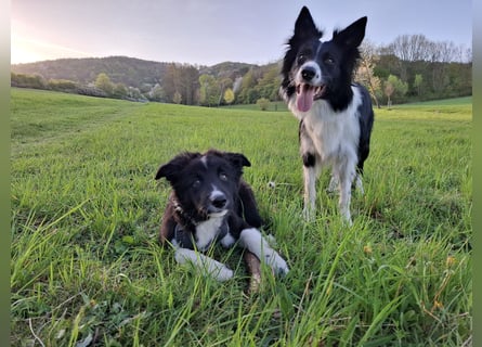 Border collie