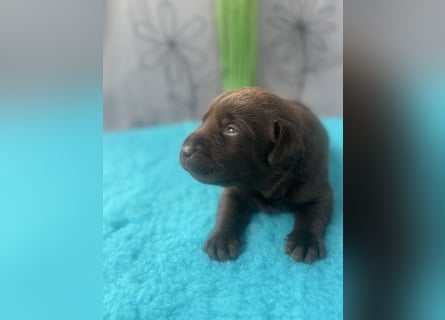 Reinrassige braune Labradorrüden mit Ahnentafel der Showlinie