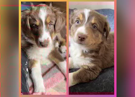 Australian Shepherd Welpen braun/redtri (Minimix/Reinrassig)+ Gesundheitszeugnis
