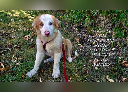 Border Collie-Welpen , black-, choco-,red-white und red-merle