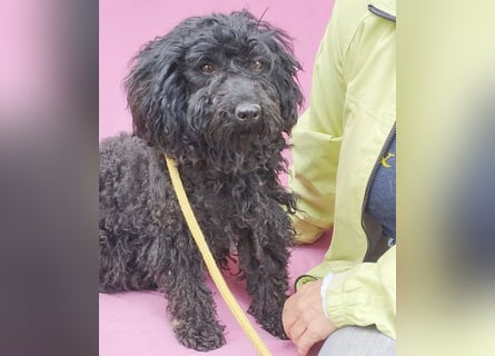 schmusige Puli-Hündin XENA - 2 Jahre, 40cm/12kg 