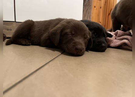 Labrador Mix Welpen