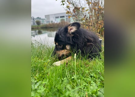 Der knuffige JAGO sucht seine Familie