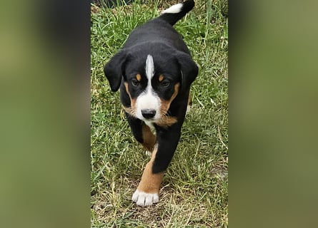 Appenzeller Sennenhunde, Welpen, Tri-Color Schwarz und Havanna Braun, 1 Hündin, ab Ende Mai