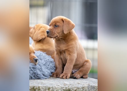 Typvolle Labrador Welpen in Foxred/Dark Foxred aus einer Top Verpaarung