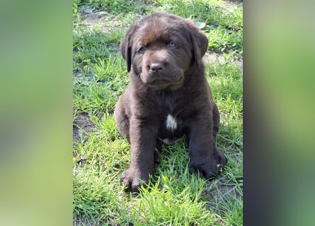 Labrador Welpen mit Ahnentafel