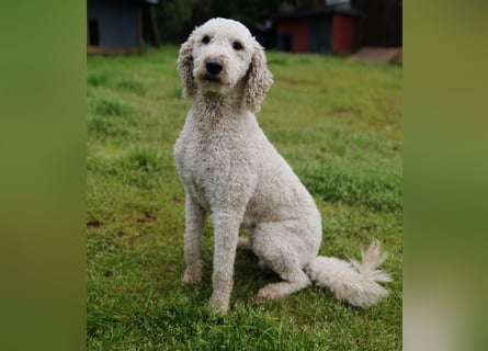 Wurfankündigung Labradoodle F1B Welpen