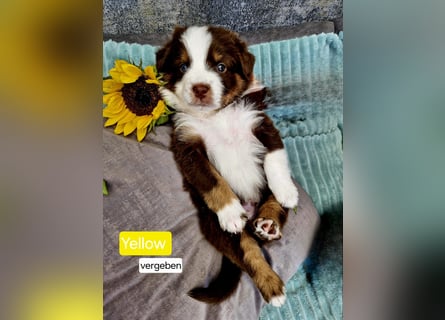 Australian Shepherd Wurfankündigung
