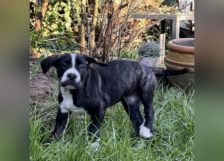 Cane Corso - Dogo Argentino Mischlingswelpe Hündin
