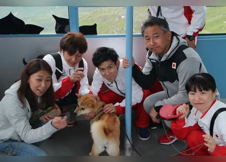 Erstklassige Shiba Inu Zucht in Sachsen