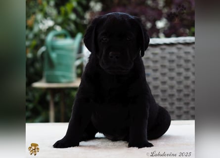 Traumhafte Labrador Welpen in Schwarz und Gelb suchen ein liebevolles Zuhause!