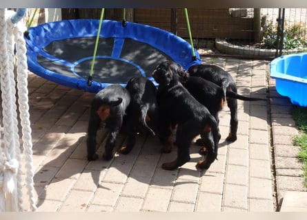 Verschmuste Gordon Setter aus familiärer Liebhaberzucht zu vermitteln