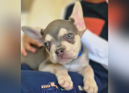 Französische Bulldoggen Welpen mit AT und Nase