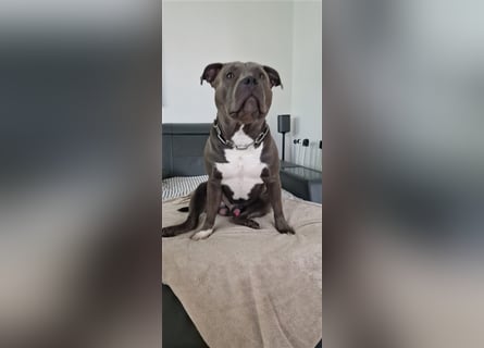 American Bully Standard Blue Line