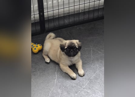 Mops Welpen  ( Altdeutsche )
