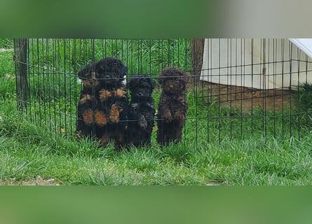 3 Minipudel/ Yorkiepoo hypoallergen!